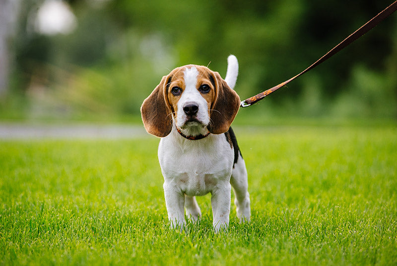 beagle on leash in a grass field