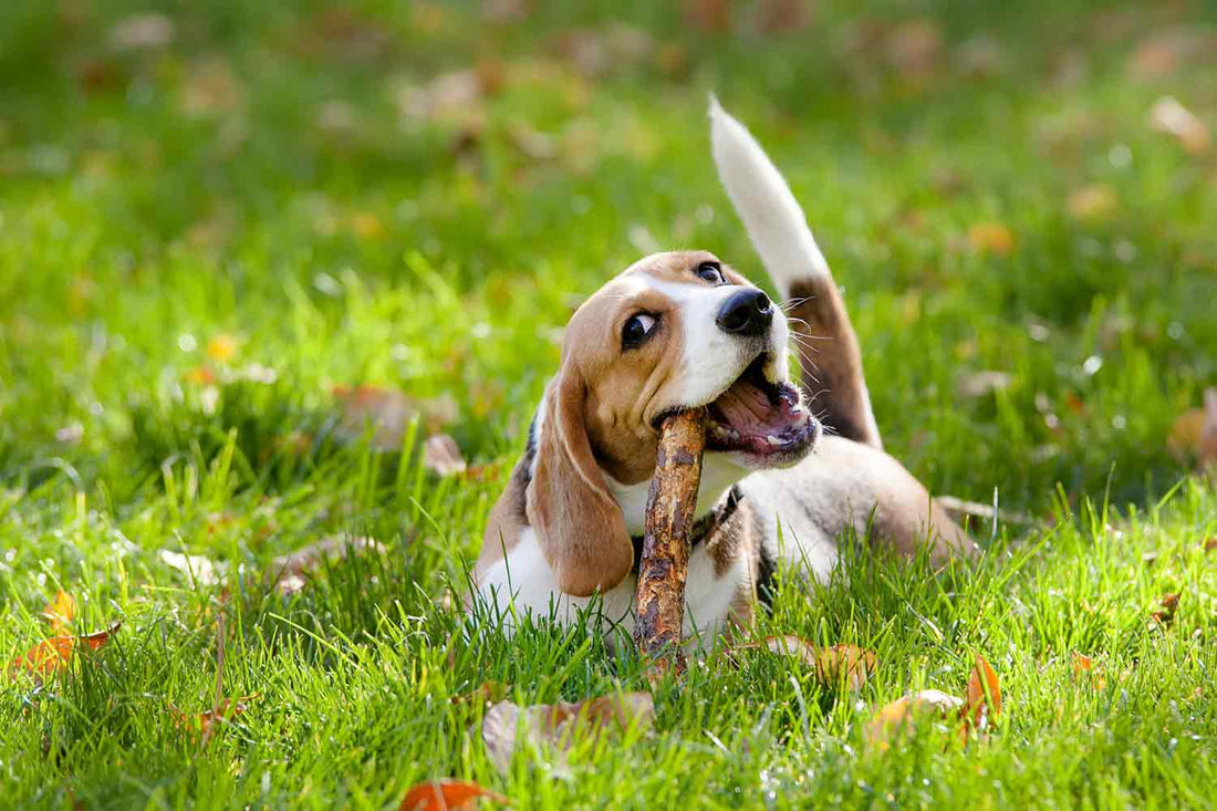 dog sits in grass and chews on a stick