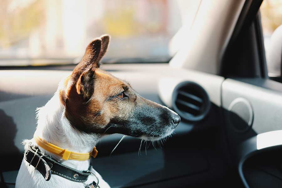 Dog staring out car window