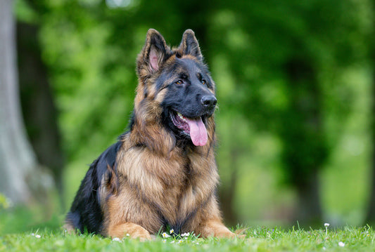 black german shepherd sitting in grass with tongue out