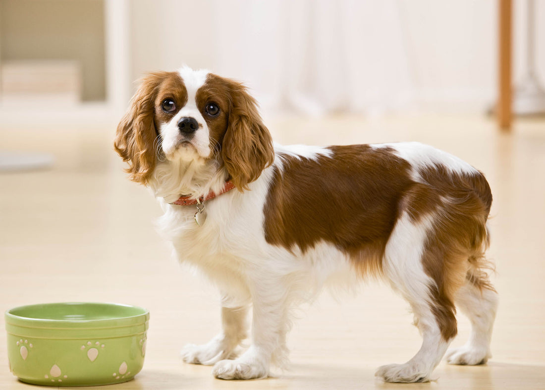 small sad dog stands in front of food bowl