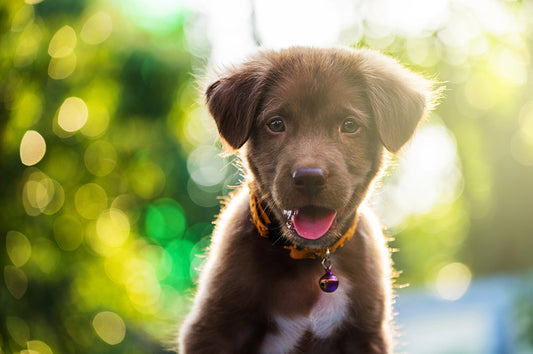 brown puppy in bright daylight