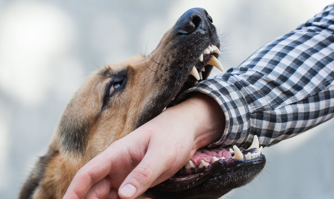 dig biting a human's arm