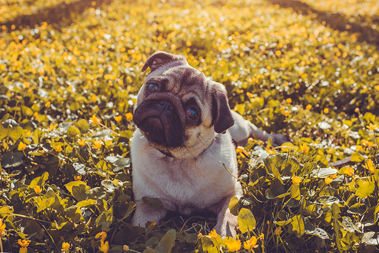 curious pug sitting in a leaf field