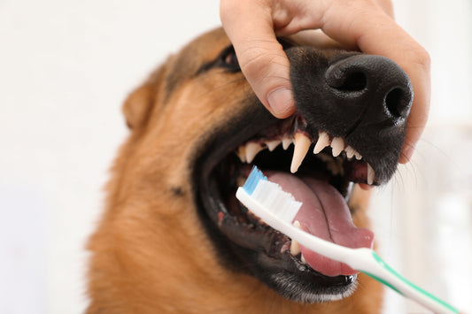 up close dog getting its teeth brushed