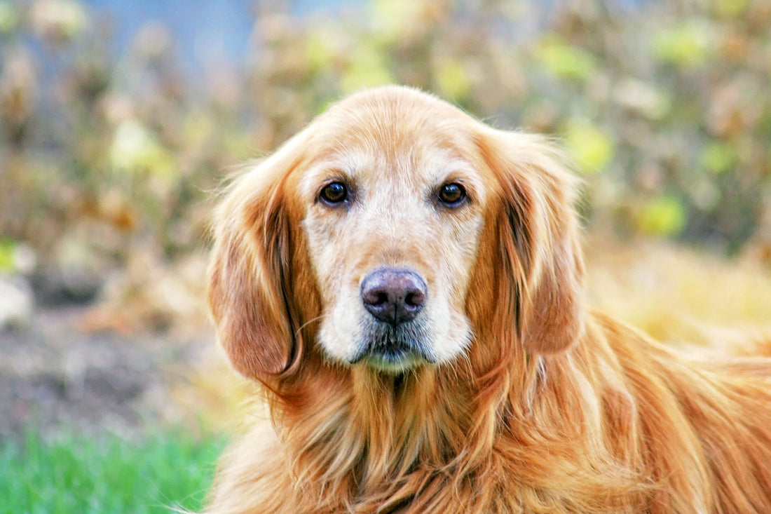 golden retreiver staring at camera