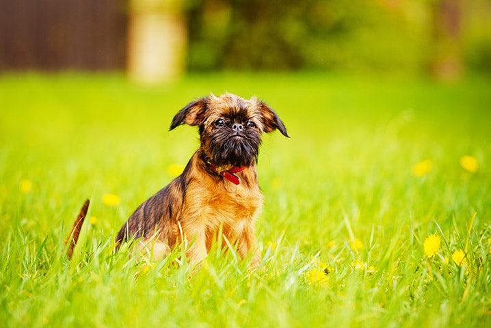 puppy sitting in grass at attention