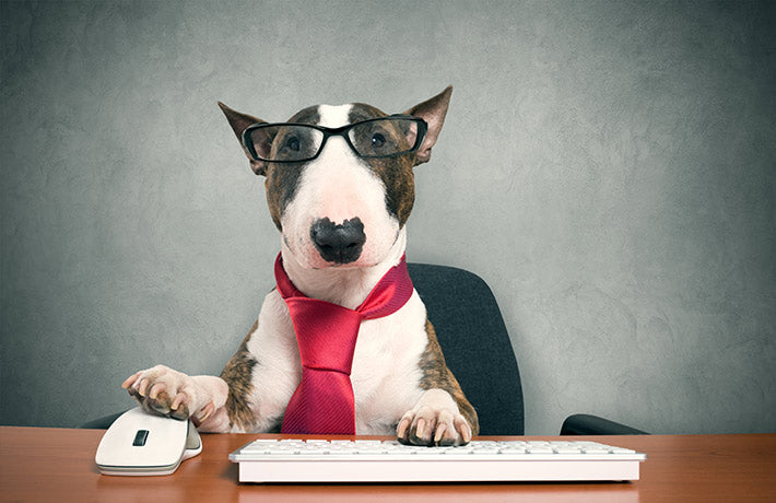 dog sits at computer desk wearing glasses and a neck tie
