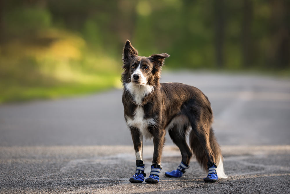Shoes to protect dogs paws from heat Clearance