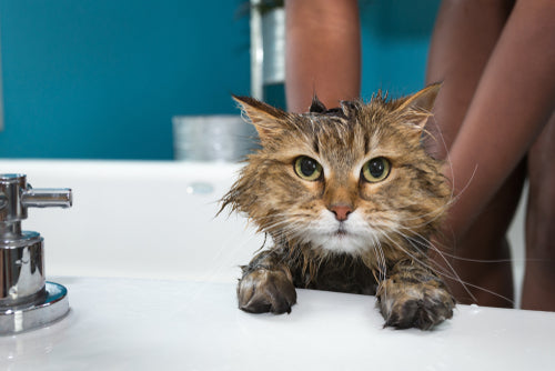 Cat Bath: When, Where, & How?