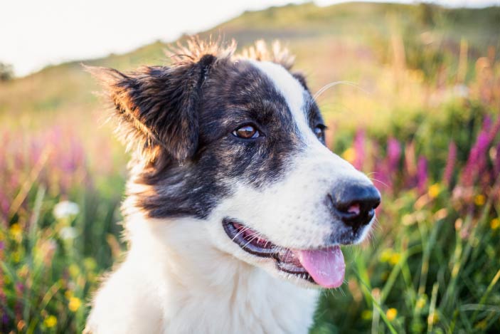 dog in flower field with tongue sticking out