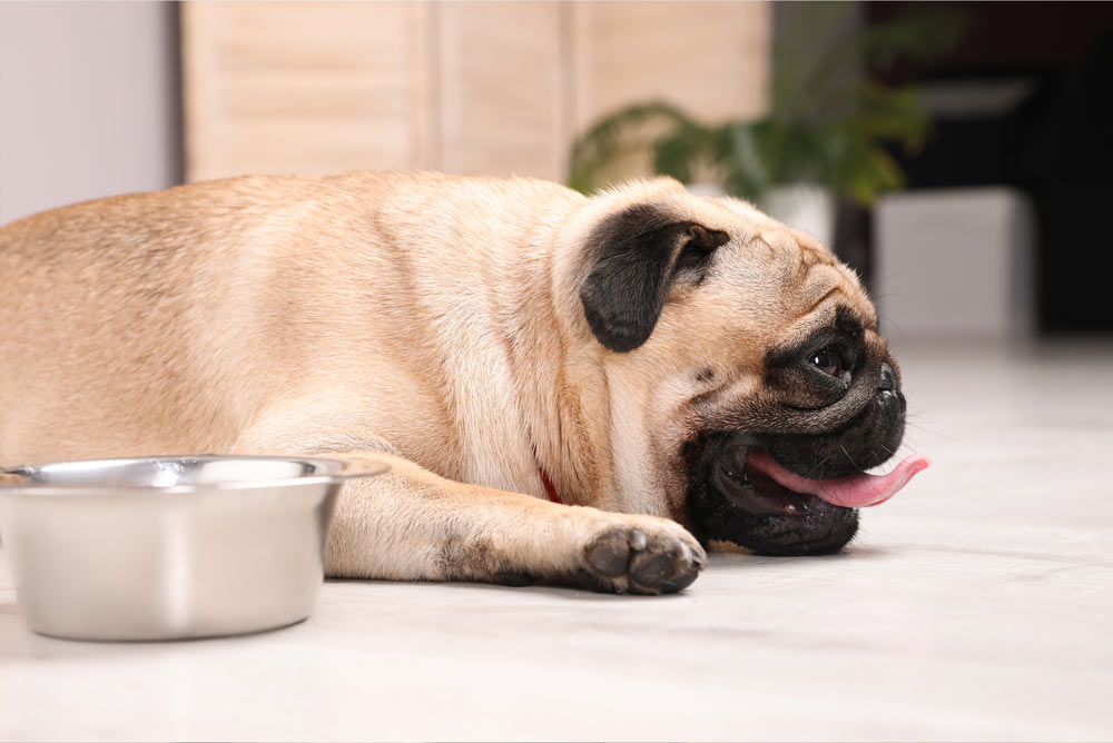 dehydrated pug laying down and panting