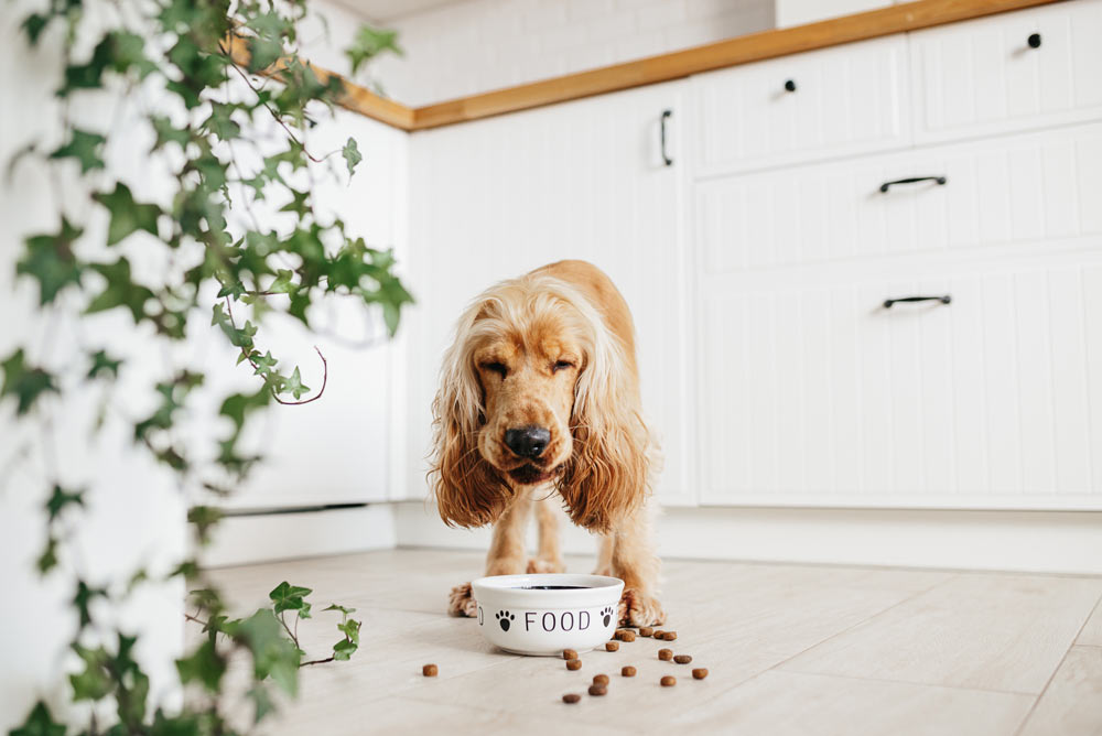 dog eating dry kibble in kitchen