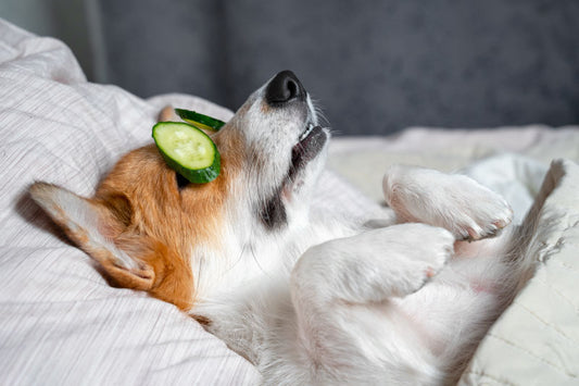 dog in a spa with cucumber over eyes