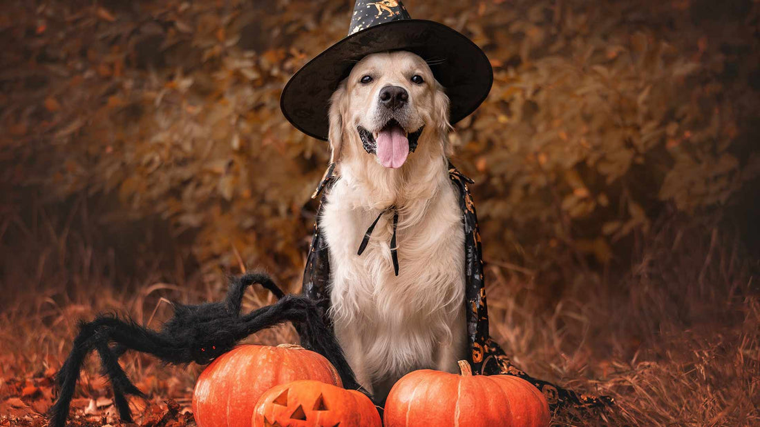 golden retriever in a wizard costume