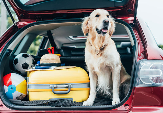 Dog Travel Tips: By Plane, Train or Automobile!
