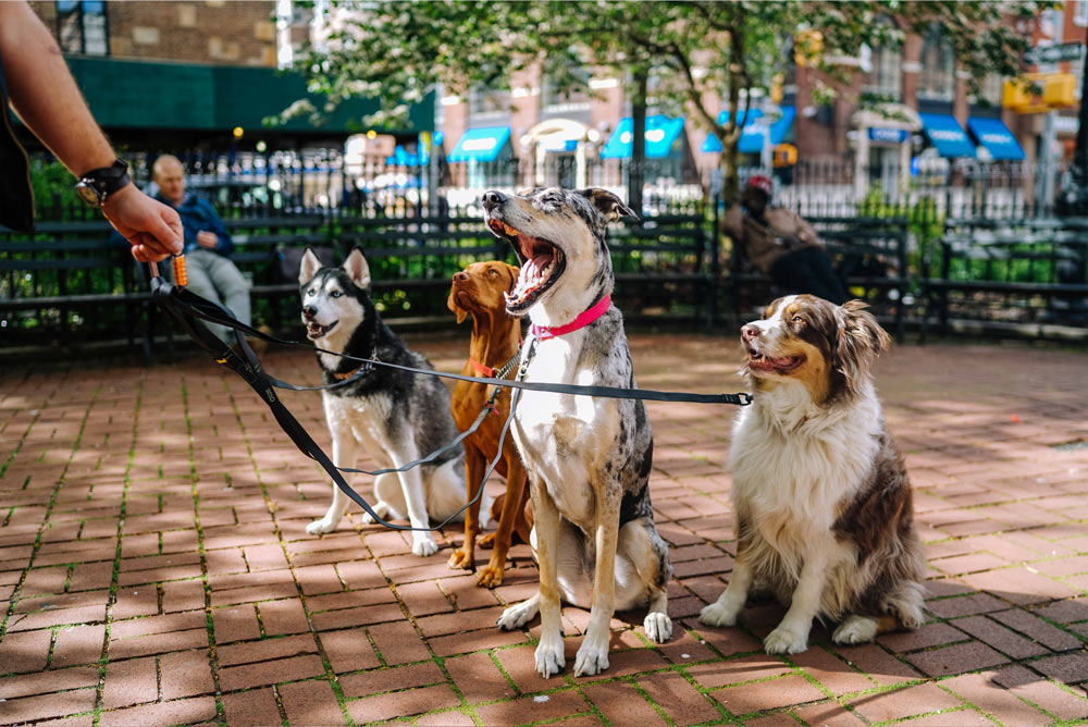 group of four dogs on leashes sitting together