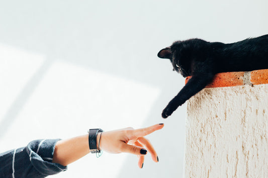 Cat Body Language: What is Your Cat Thinking?