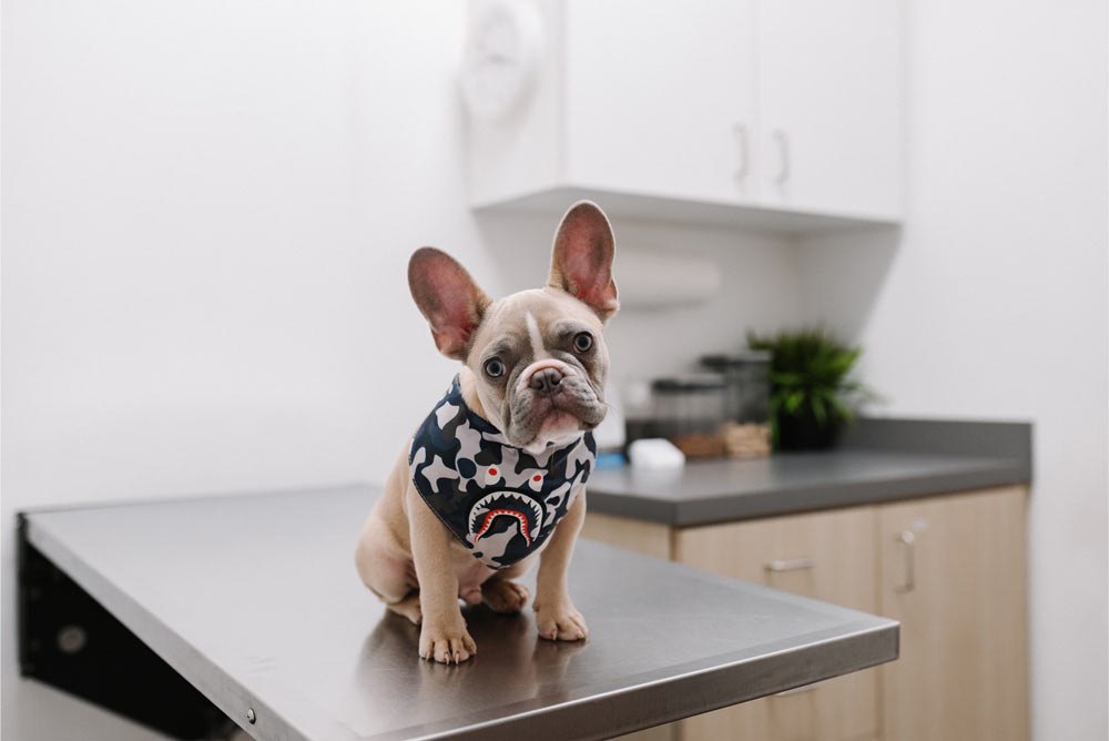 puppy french bulldog sitting on table in veterinarians office
