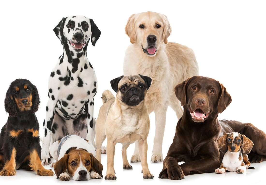 Before Adopting: Researching Dog Breeds
