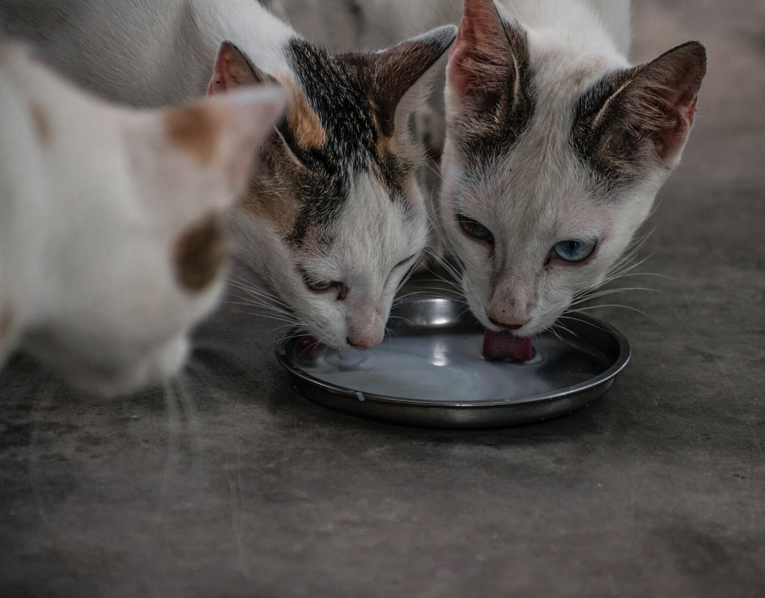 Can Cats Drink Milk?