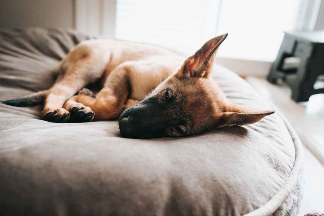 Dog Sleeping Positions: What They Mean