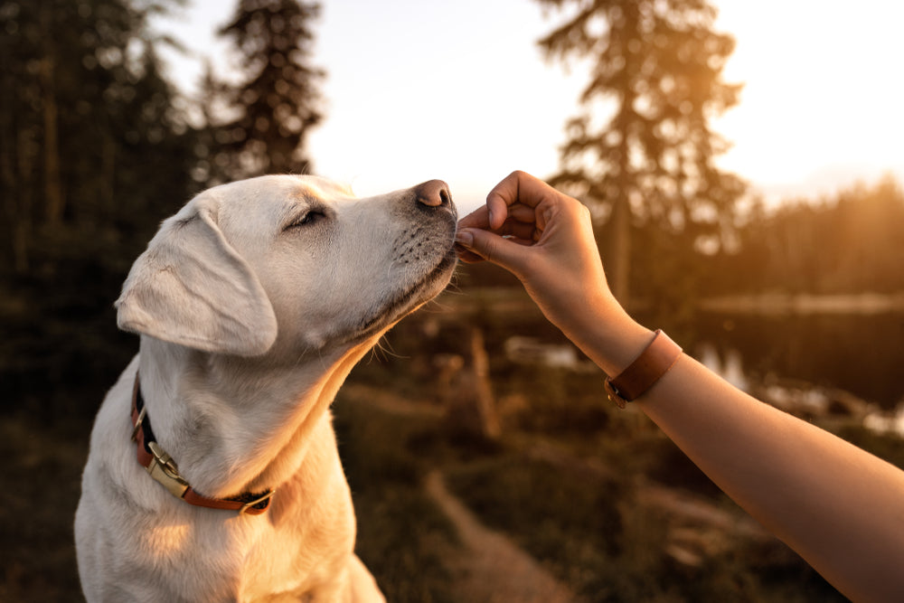 Dog Intestinal Blockage