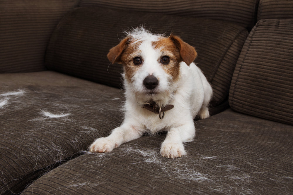 How to Reduce Dog Shedding: Tips and Tricks