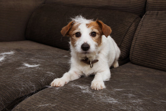 How to Reduce Dog Shedding: Tips and Tricks