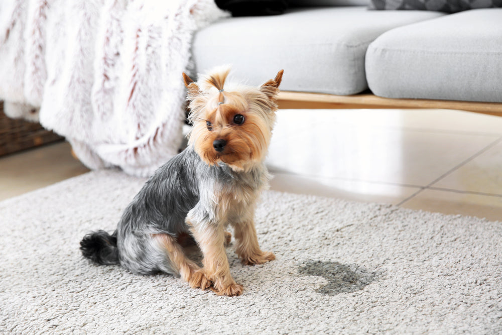 Dog Urine Stains and Odor: Cleaning Hacks