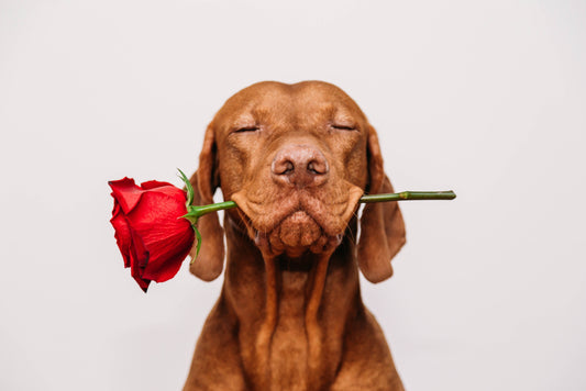 Do Dogs Like Kisses? Puppy Love for Valentine's Day