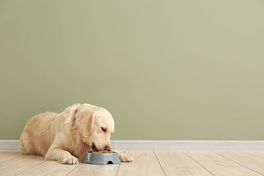 Choosing the Best Dog Food: A Chomp-rehensive Guide