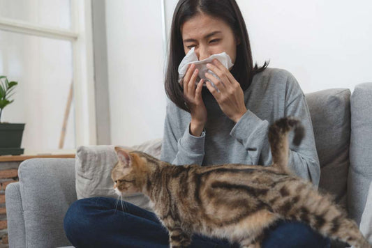 Hypoallergenic Cats: The Best for You