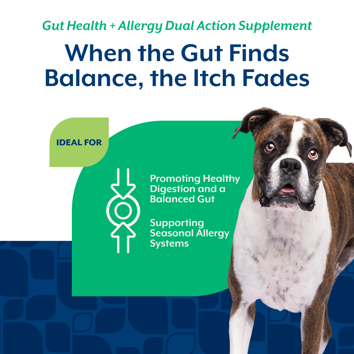 Gut Health + Allergy Dual Action Soft Chews