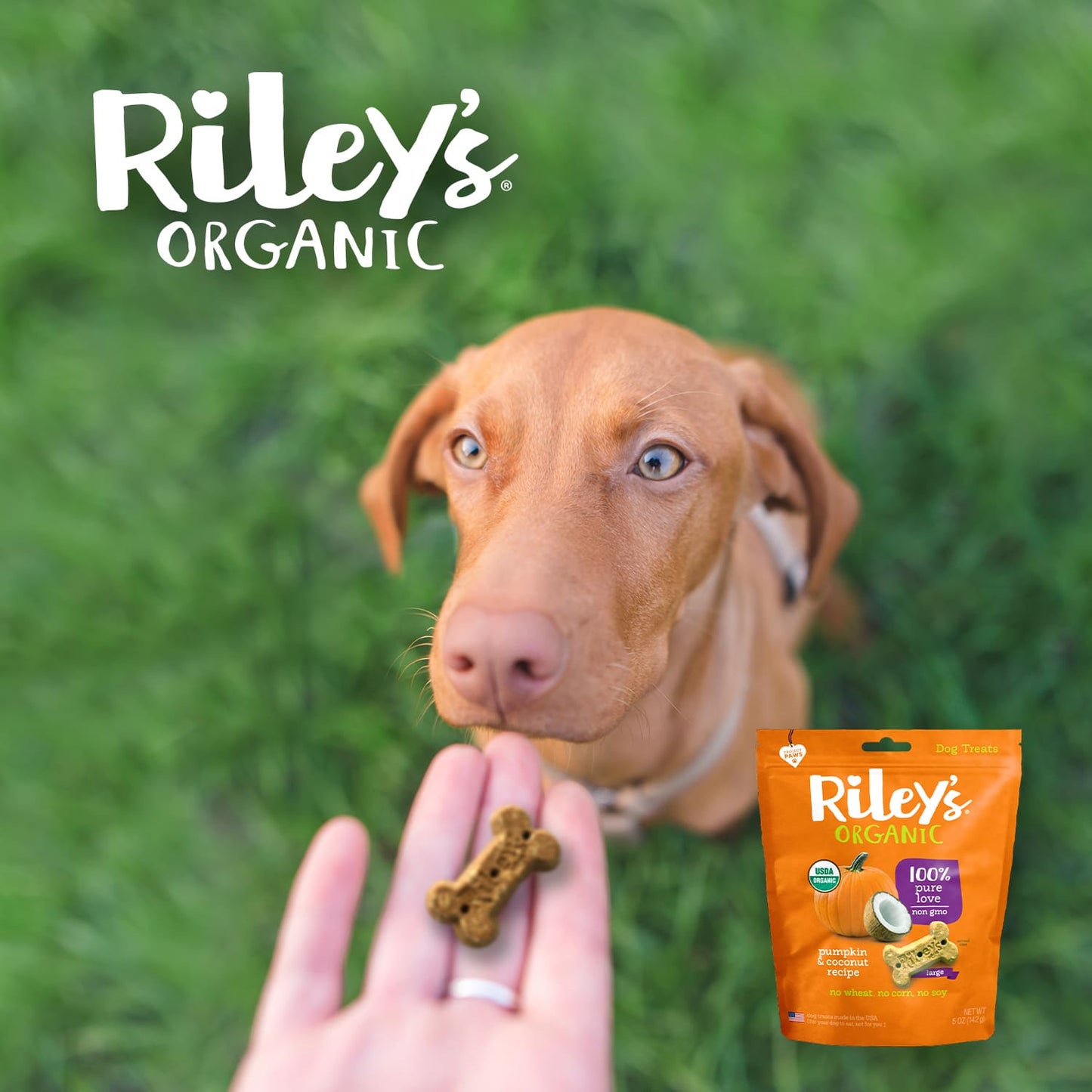 Riley's Organic Pumpkin & Coconut Recipe Baked Large Treats
