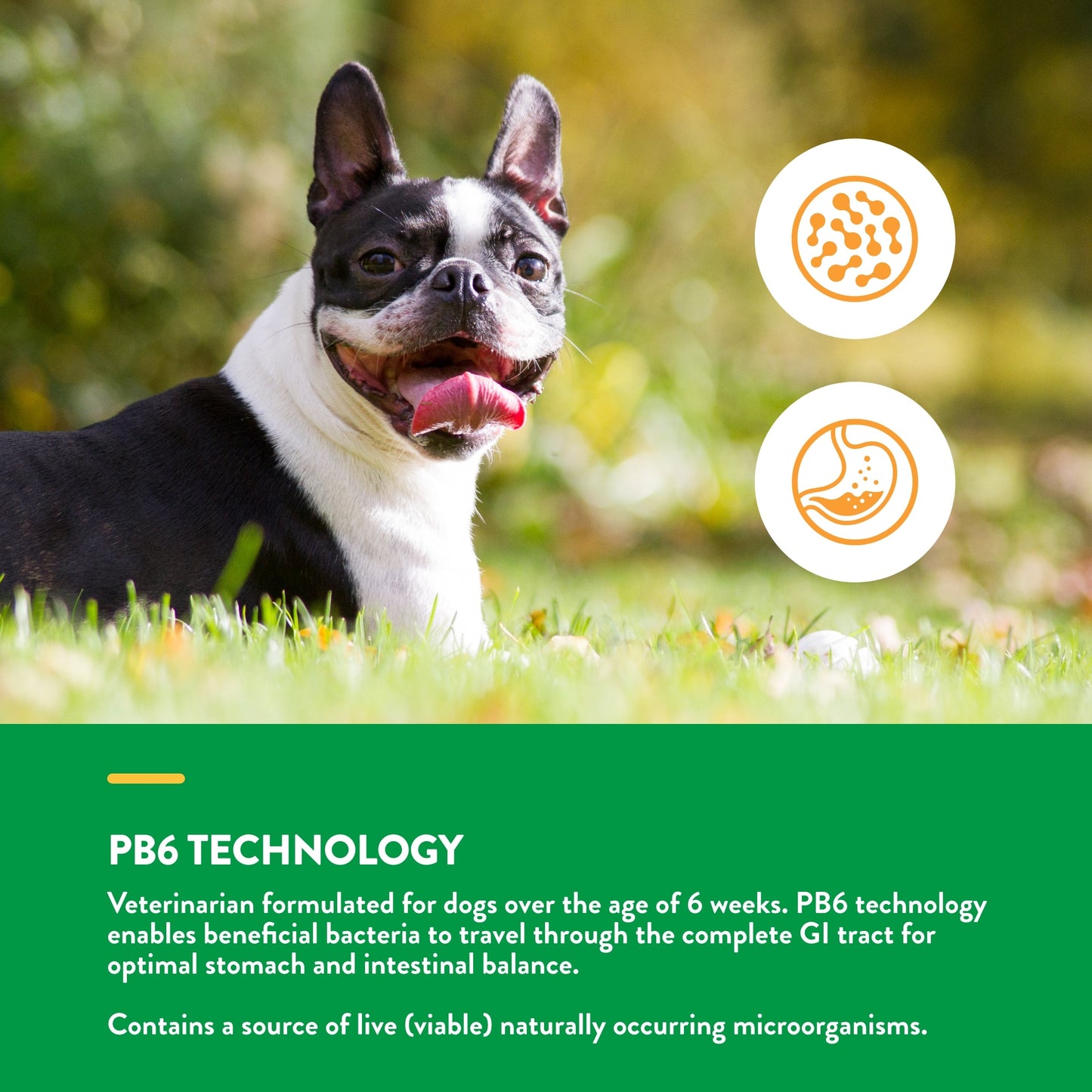 Scoopables Advanced Probiotics & Enzymes