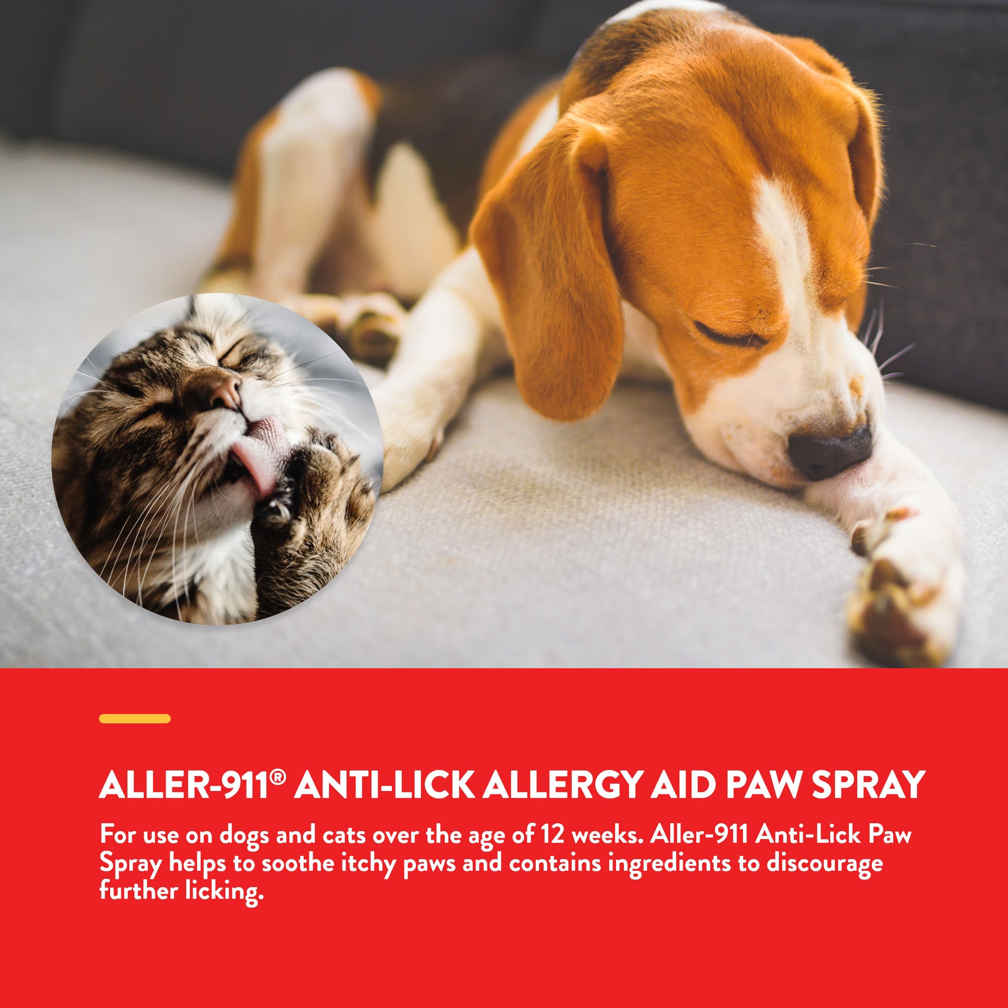 Paw allergies best sale