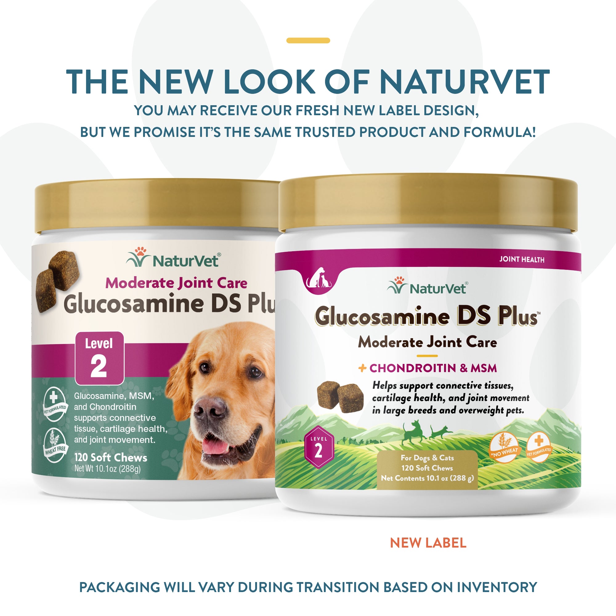 Glucosamine msm best sale for dogs