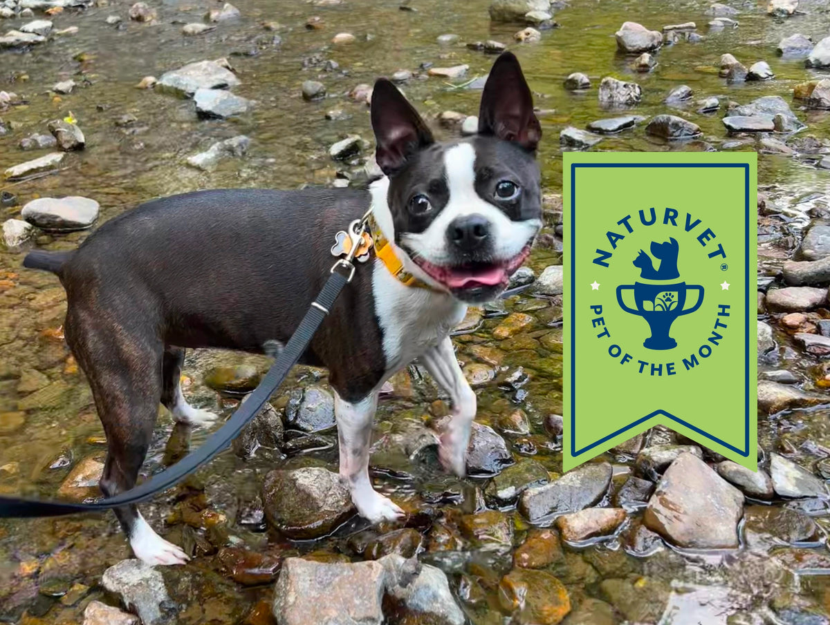 Meet Harley, <br>Our Pet of the Month