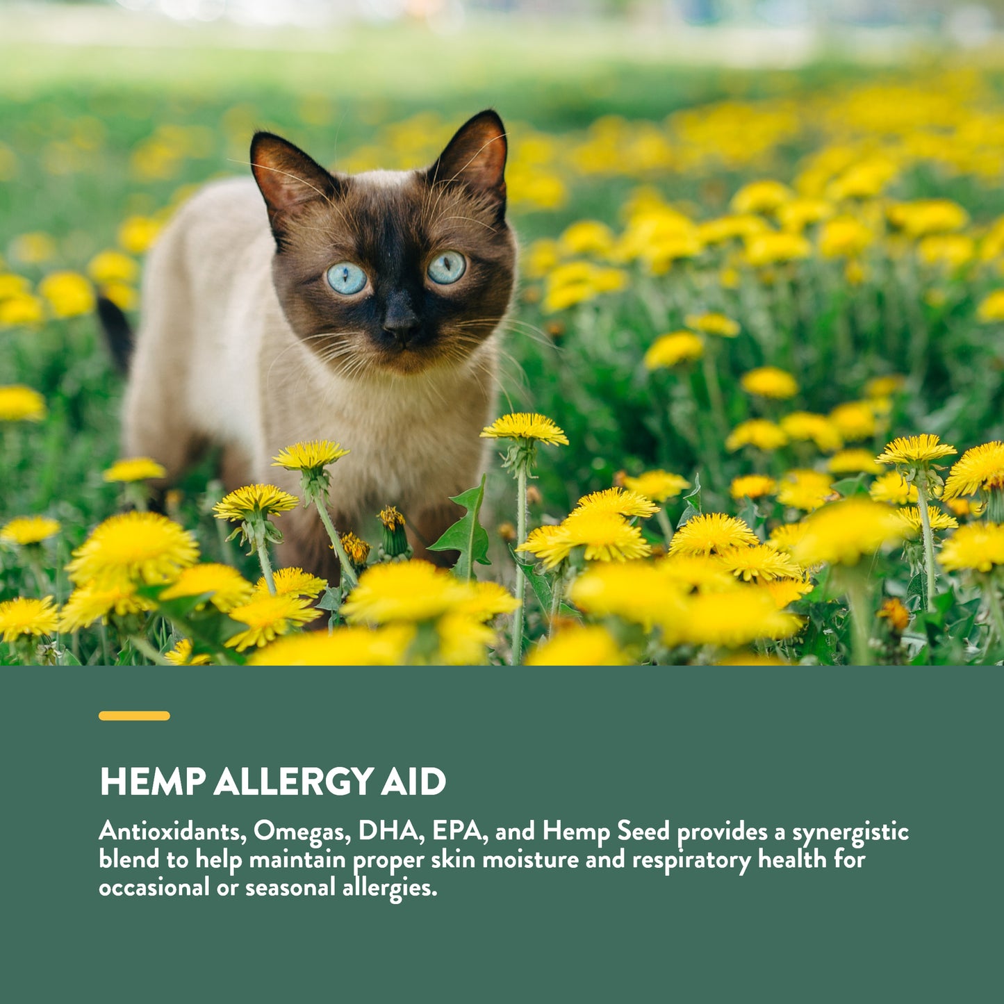 Hemp Allergy Aid Cat Soft Chews