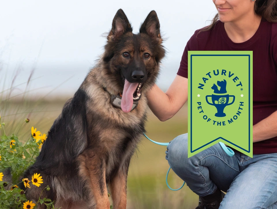 Meet Khaos, <br>Our Pet of the Month