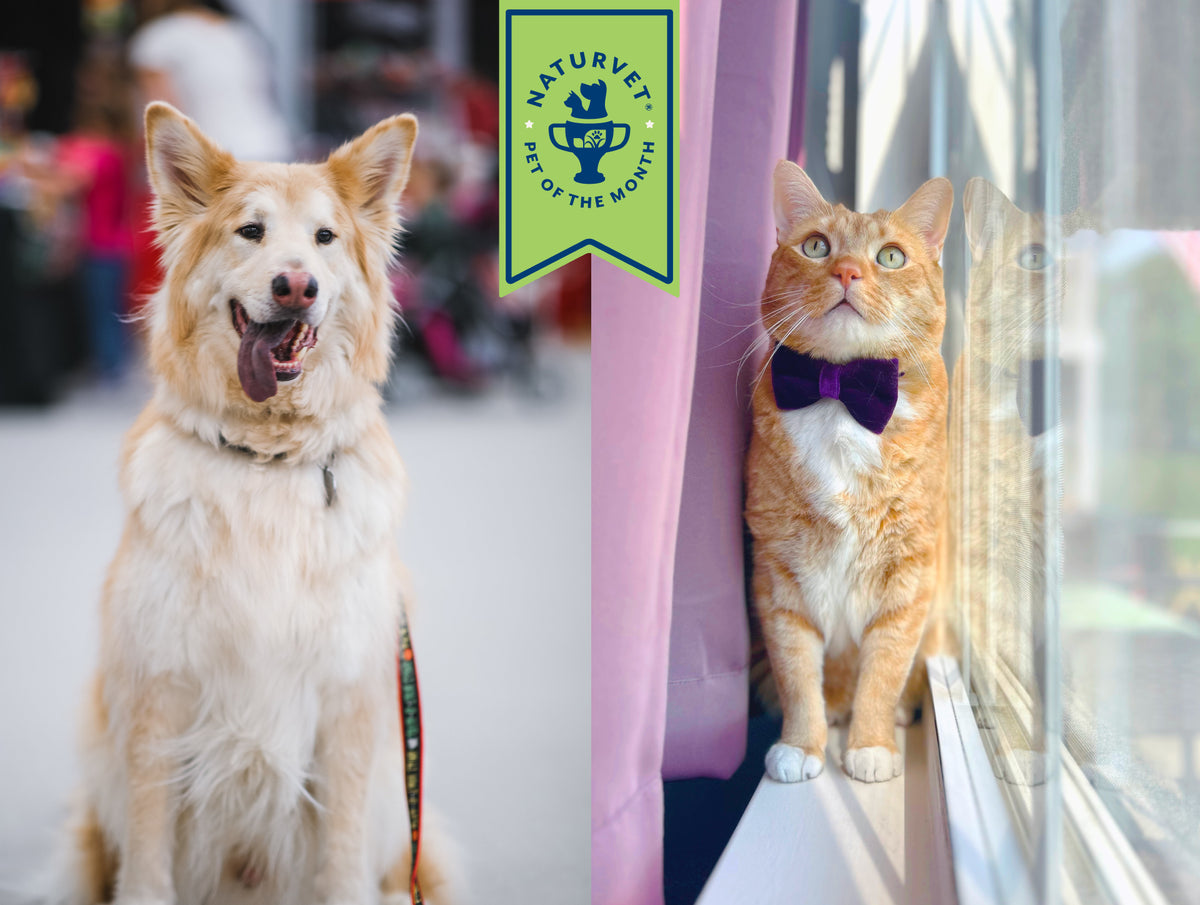 Meet Artie & Charlie Burrito,<br> Our Pets of the Month
