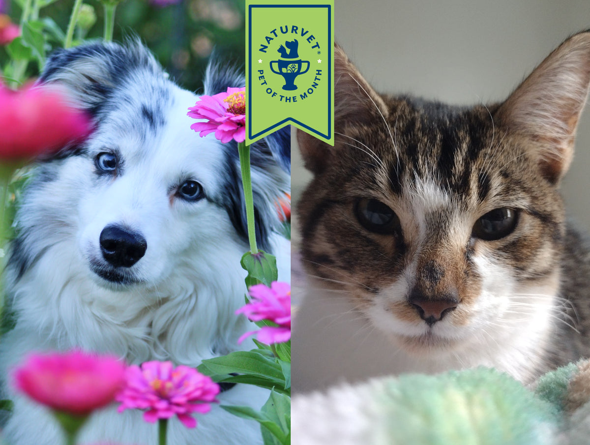 Meet Took & Iris,<br> Our May Pets of the Month