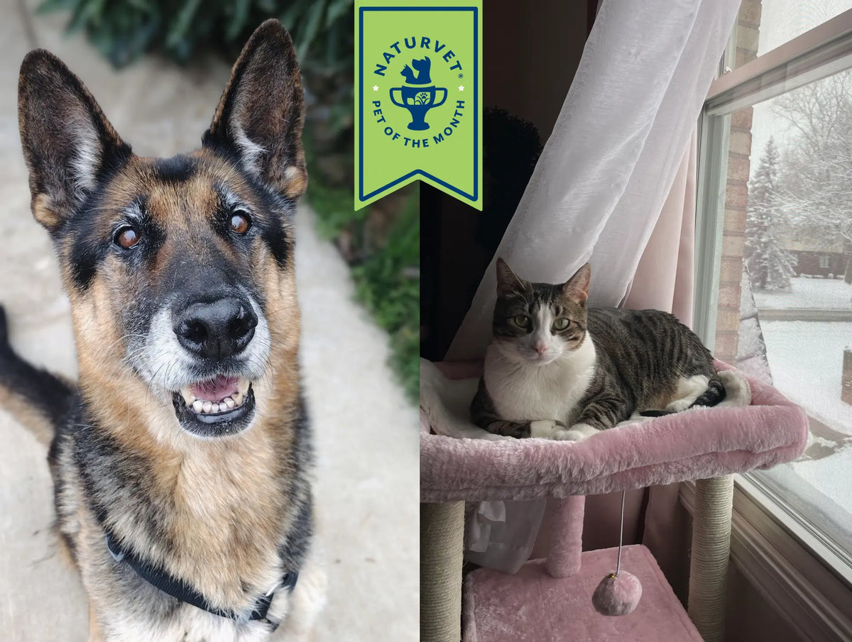 Meet Rico & Elliott,<br> Our May Pets of the Month