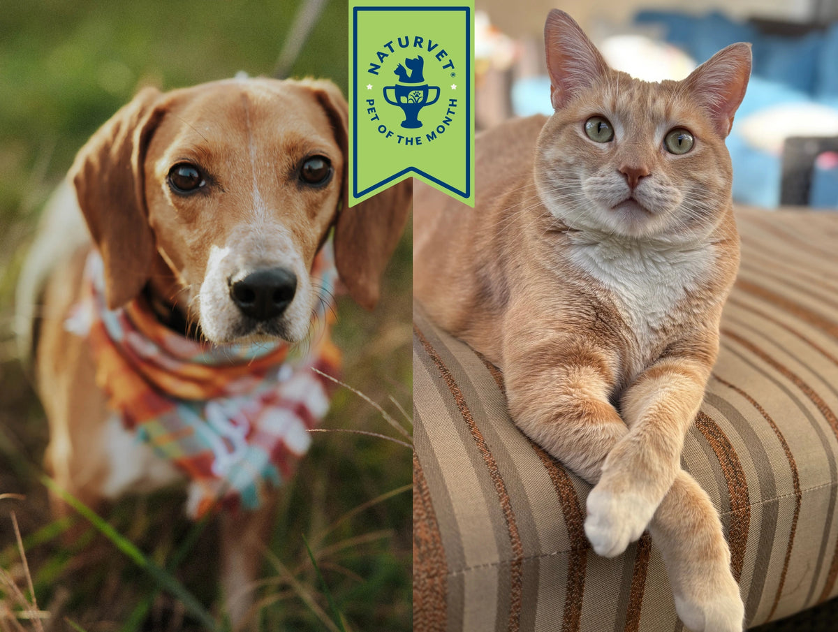 Meet Louis & Pip, <br>Our February Pets of the Month