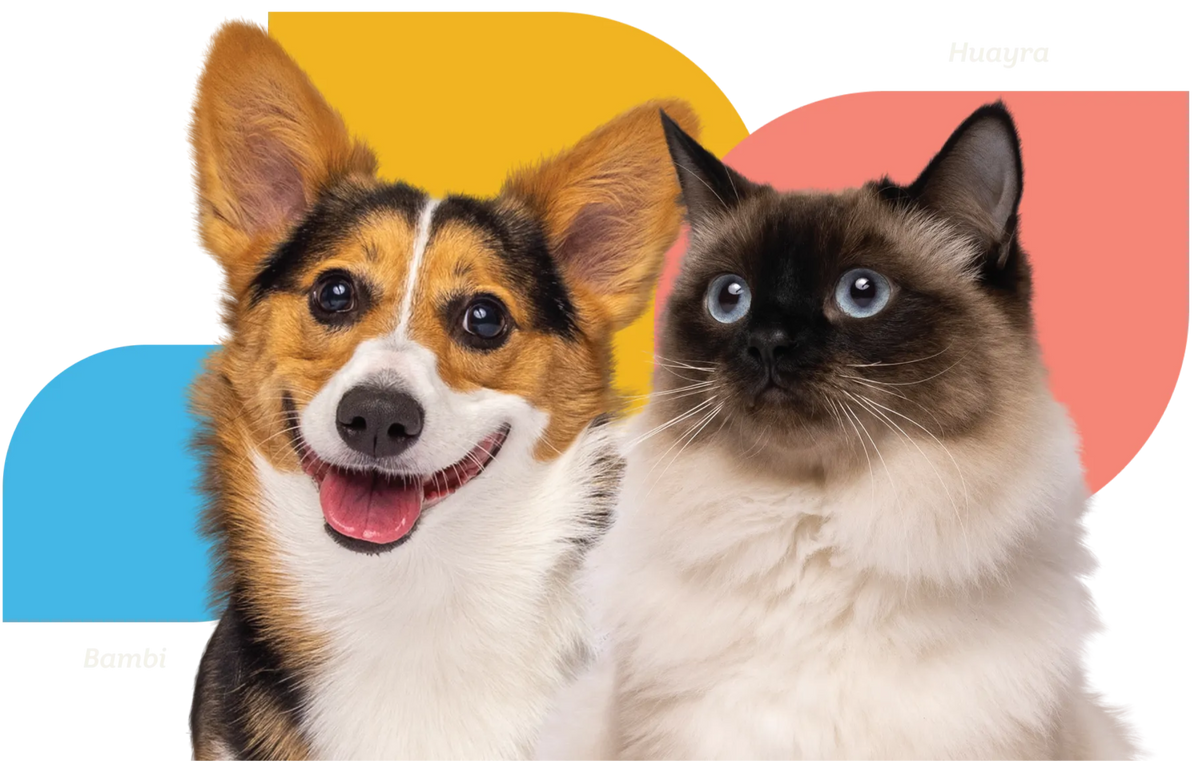 collection banner