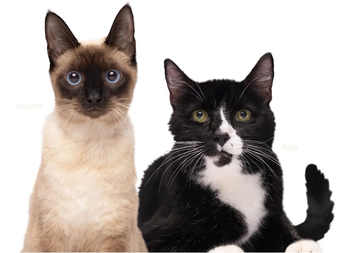collection banner