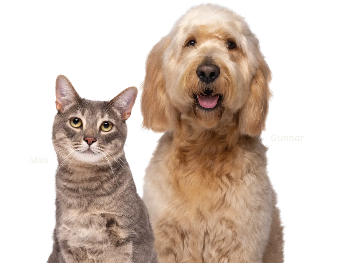 collection banner