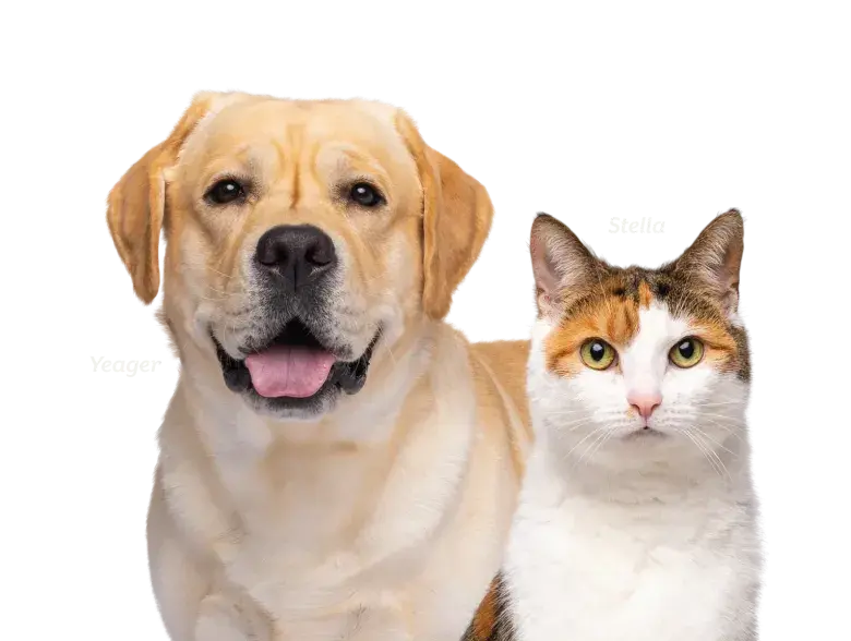 collection banner