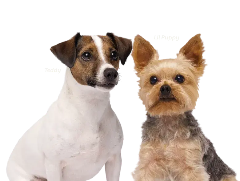 collection banner